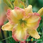 Лилейник Русский Размер