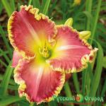 Лилейник Скорость Света