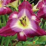 Лилейник Водный Дракон