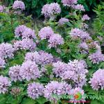 Колокольчик Каролина