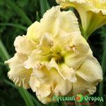 Лилейник Взбитые Сливки