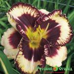 Лилейник Мусака