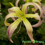 Лилейник Дессерт Айсикл