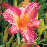 Лилейник Розовый Тигр
