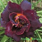 Лилейник Вуду Дансер