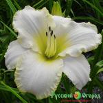 Лилейник Залив Снежной Бури