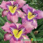 Лилейник Милдред Митчел