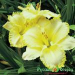 Лилейник Вилла Ванила