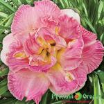 Лилейник Лейси Дойли