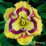 Лилейник Нью Парадигма