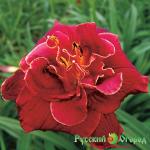 Лилейник Ночной Янтарь