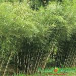 Листоколосник бамбуковый Биссета