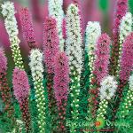 Лиатрис Спиката смесь