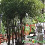 Листоколосник бамбуковый Черный Дракон