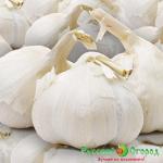 Лукочеснок Рокамболь