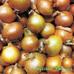 Лук шалот Дружная семейка