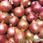 Лук шалот Чиполучо
