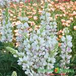 Люпин Айс Фреш