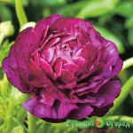 Лютик Гигантский черный