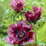 Мак Петтис Плам