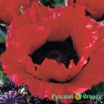 Мак Стук Сердца