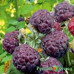 Малина Парпл Джевел