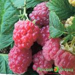 Малина Патриция