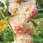 Мальва Пичес энд Дрим