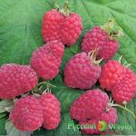 Малина Сенатор