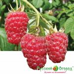 Малина Журавлик