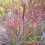 Мискантус Пепл Фол