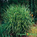 Мискантус китайский Зебринус