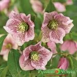 Морозник Трикастин