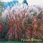 Мискантус китайский Флейм