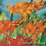 Монтбреция смесь