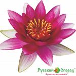 Нимфея Аттрэкшн