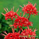 Нерине сарнейская