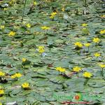 Нимфейник щитолистный