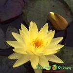 Нимфея Сульфурея