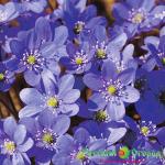 Печеночница Синее Сокровище