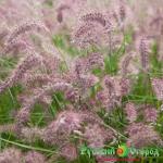 Пеннисетум Карли Роуз