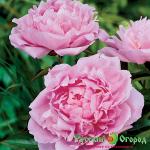 Пион Диннер Плэйт