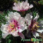 Пион Кора Луис