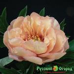 Пион Канари Бриллиантс