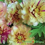 Пион Лоллипоп