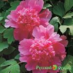 Пион Румяный Восход