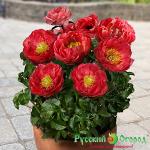 Пион Москва