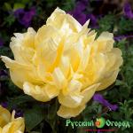 Пион Голдмайн