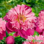 Пион Белевиль