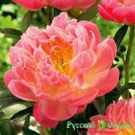 Пион Пинк Гаваи Корал